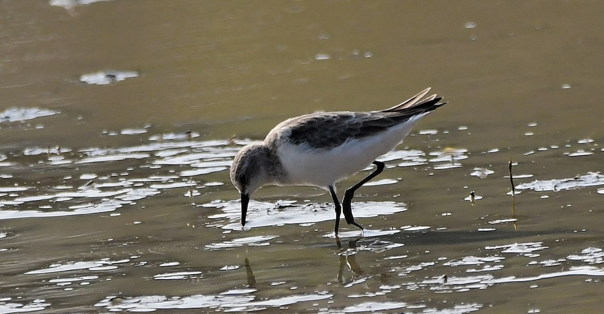 Little Stint - HG Prashanthakumar