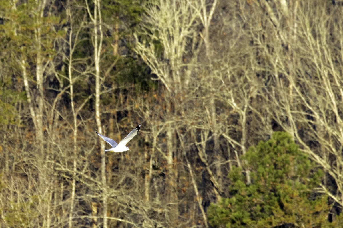 Ring-billed Gull - Colin Sumrall