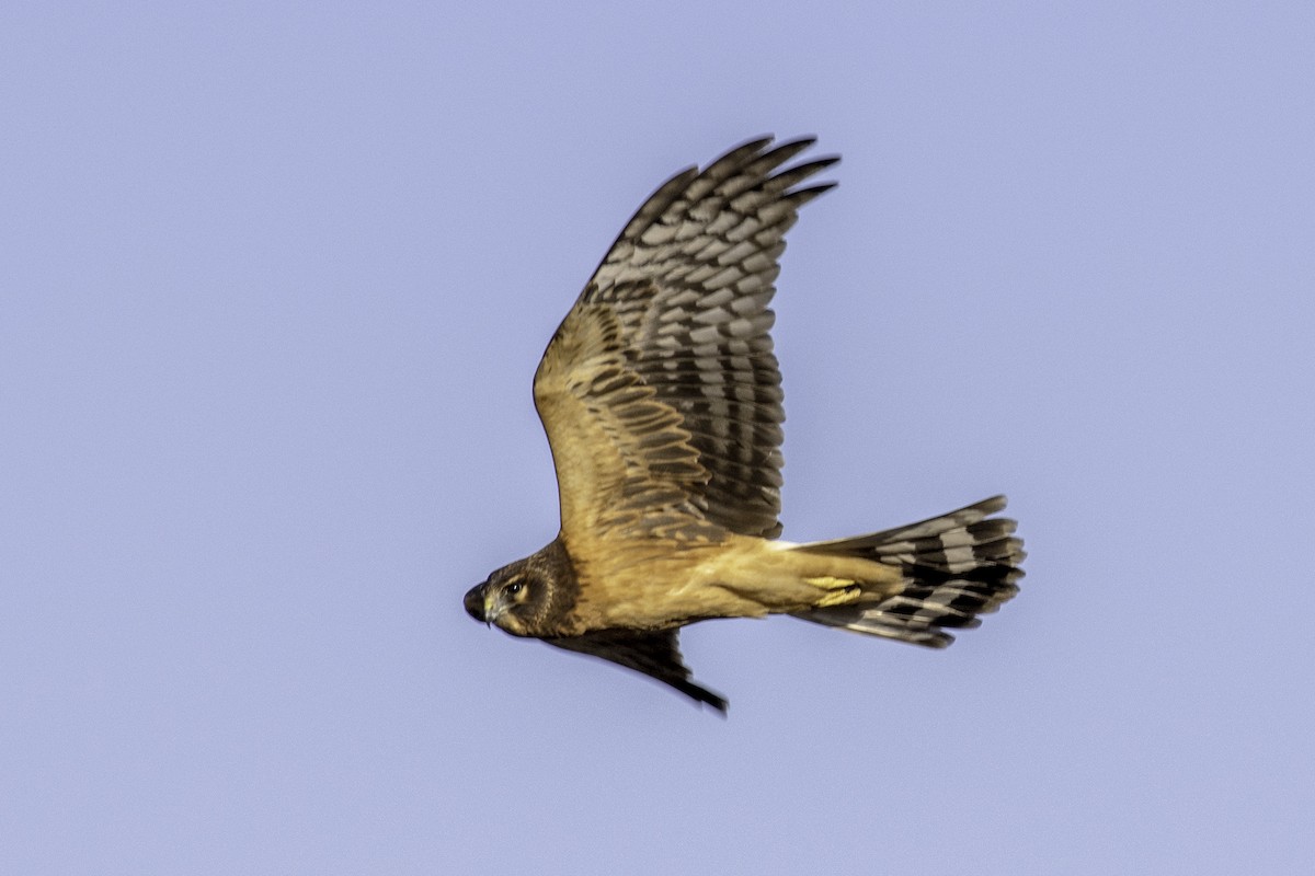 Northern Harrier - ML191847411