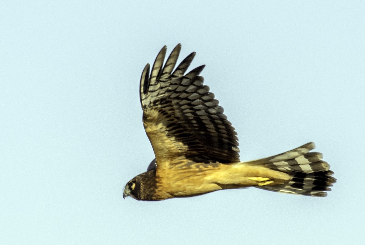 Northern Harrier - ML191847421