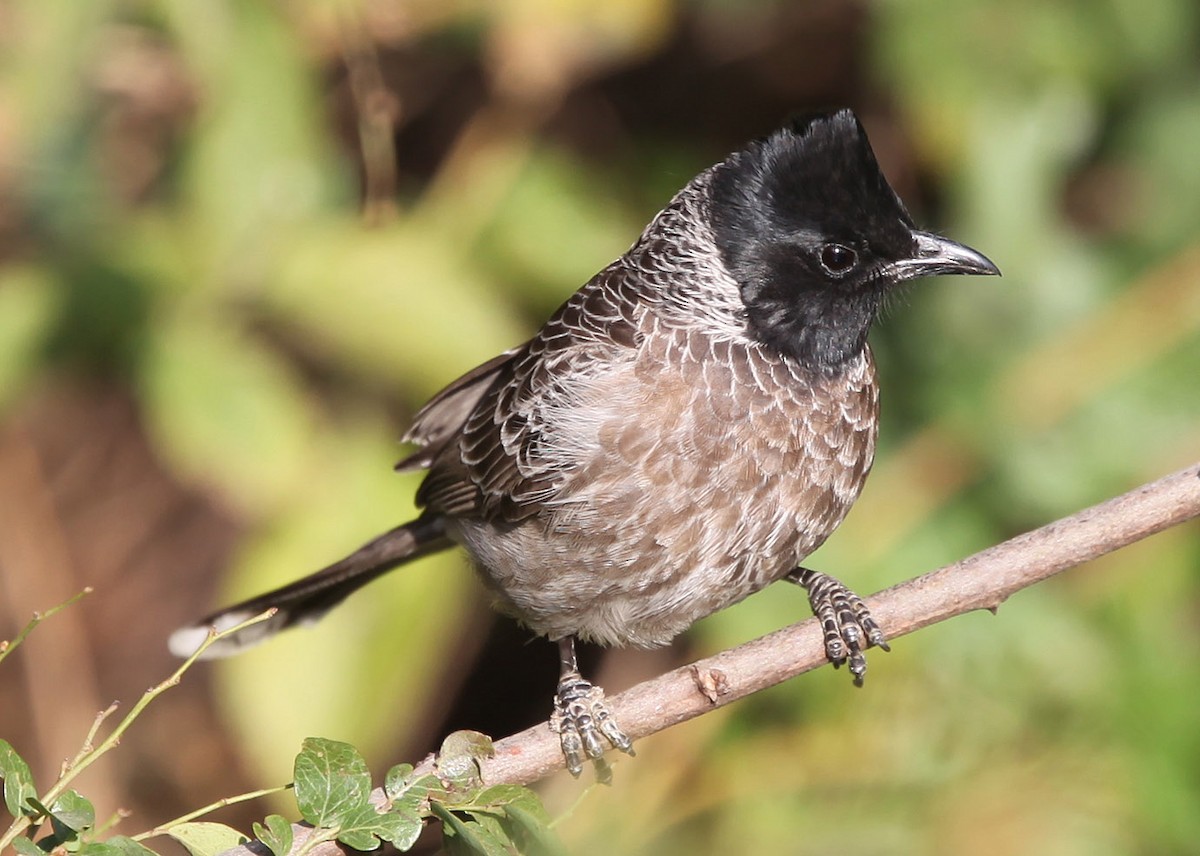 Red-vented Bulbul - ML191847441