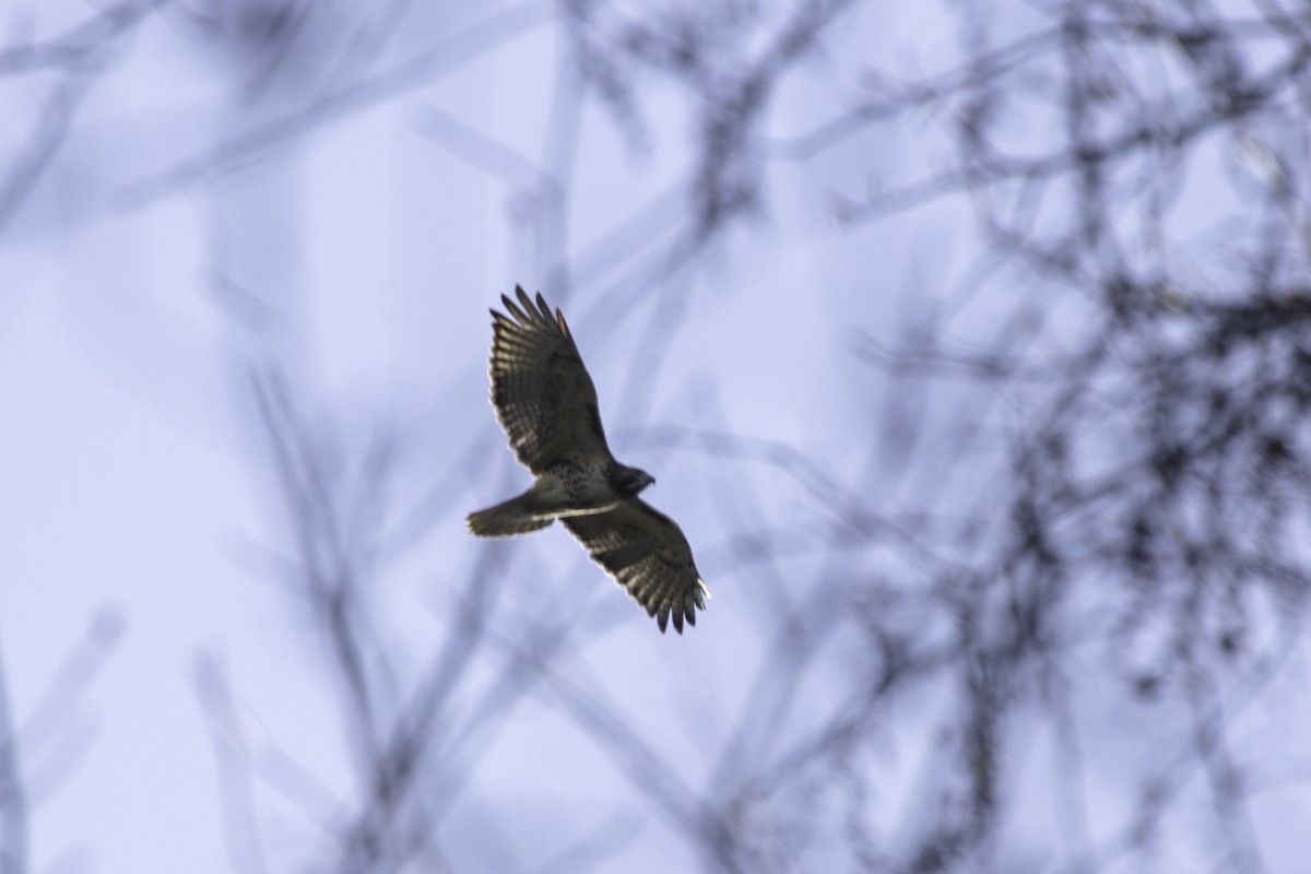 Red-tailed Hawk - ML191847511