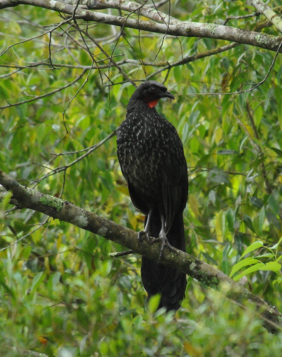 Dusky-legged Guan - ML191847831