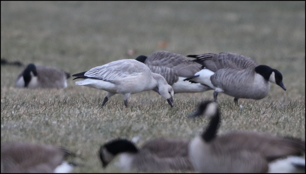 Snow Goose - ML191847981