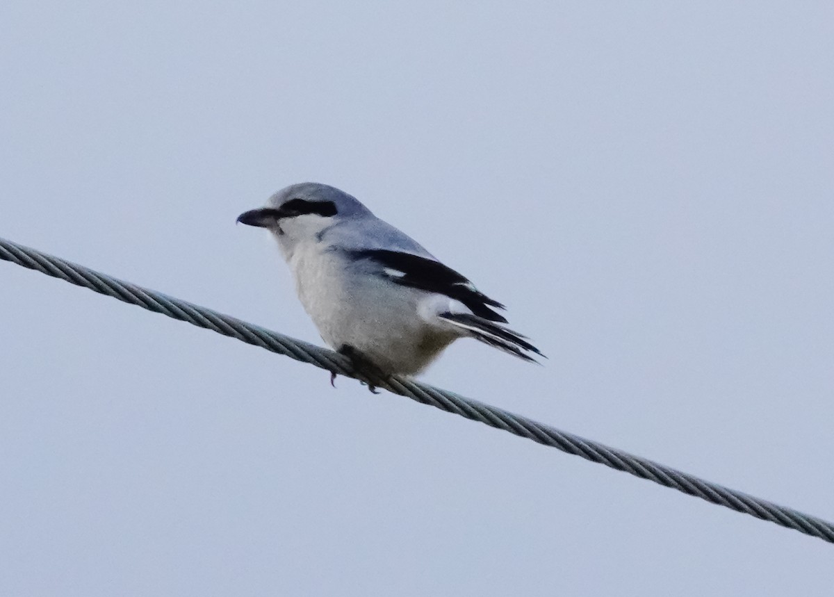Northern Shrike - Gale VerHague