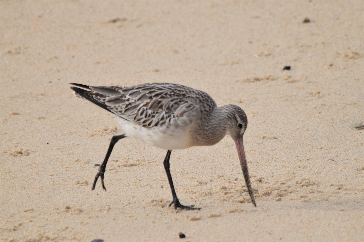 Bar-tailed Godwit - ML191851931