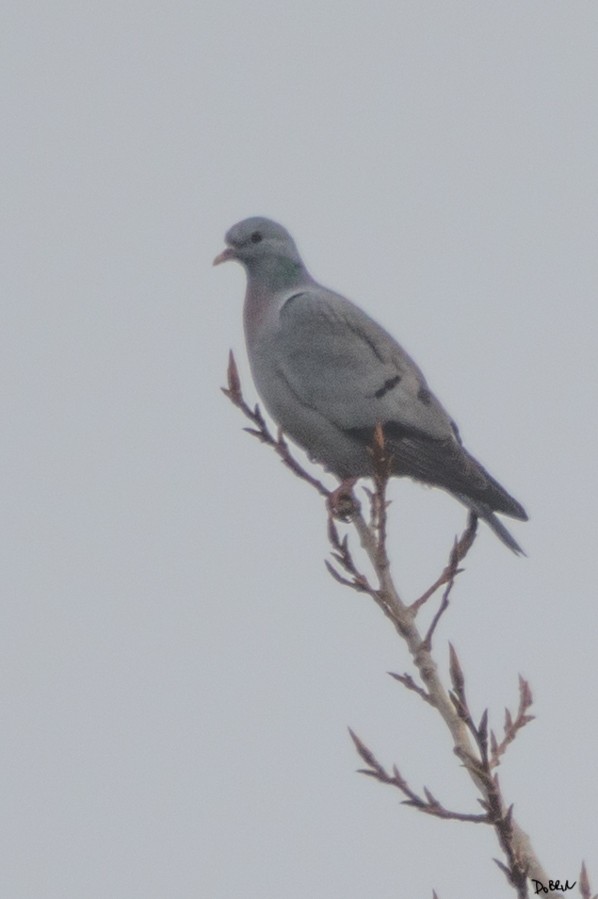 Pigeon colombin - ML191852881