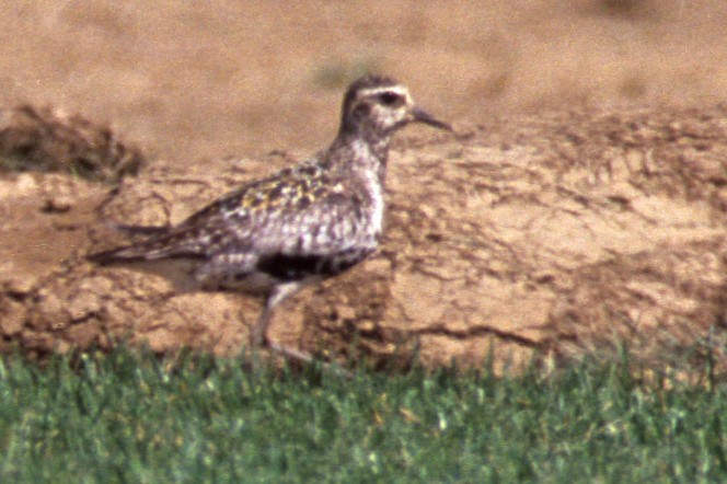 Pacific Golden-Plover - ML191854541