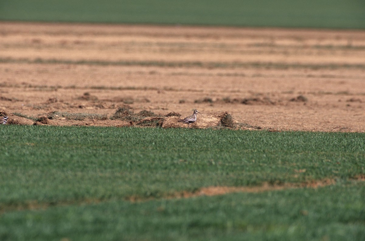 Pacific Golden-Plover - ML191854561