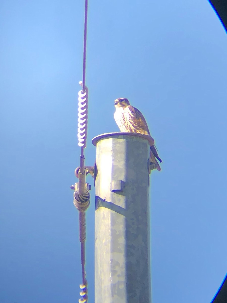 Prairie Falcon - ML191856621