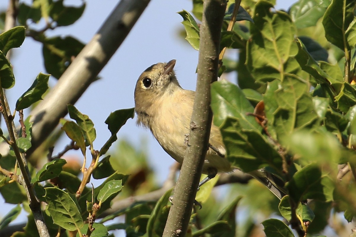 Hutton's Vireo - ML191856911