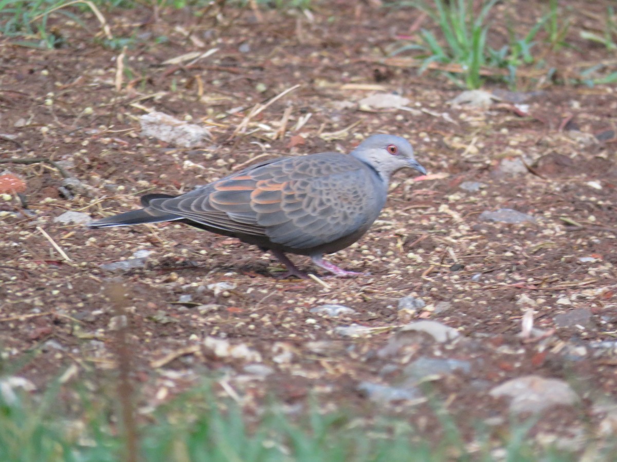 Dusky Turtle-Dove - Nicholas Fordyce - Birding Africa