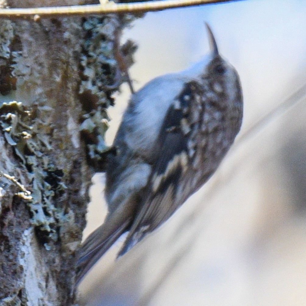 Brown Creeper - ML191857641