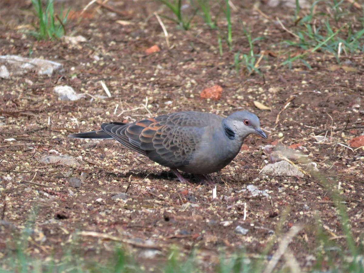 Dusky Turtle-Dove - ML191858301