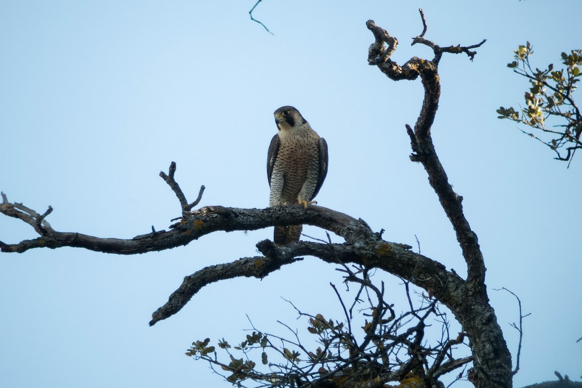 Peregrine Falcon - ML191858971