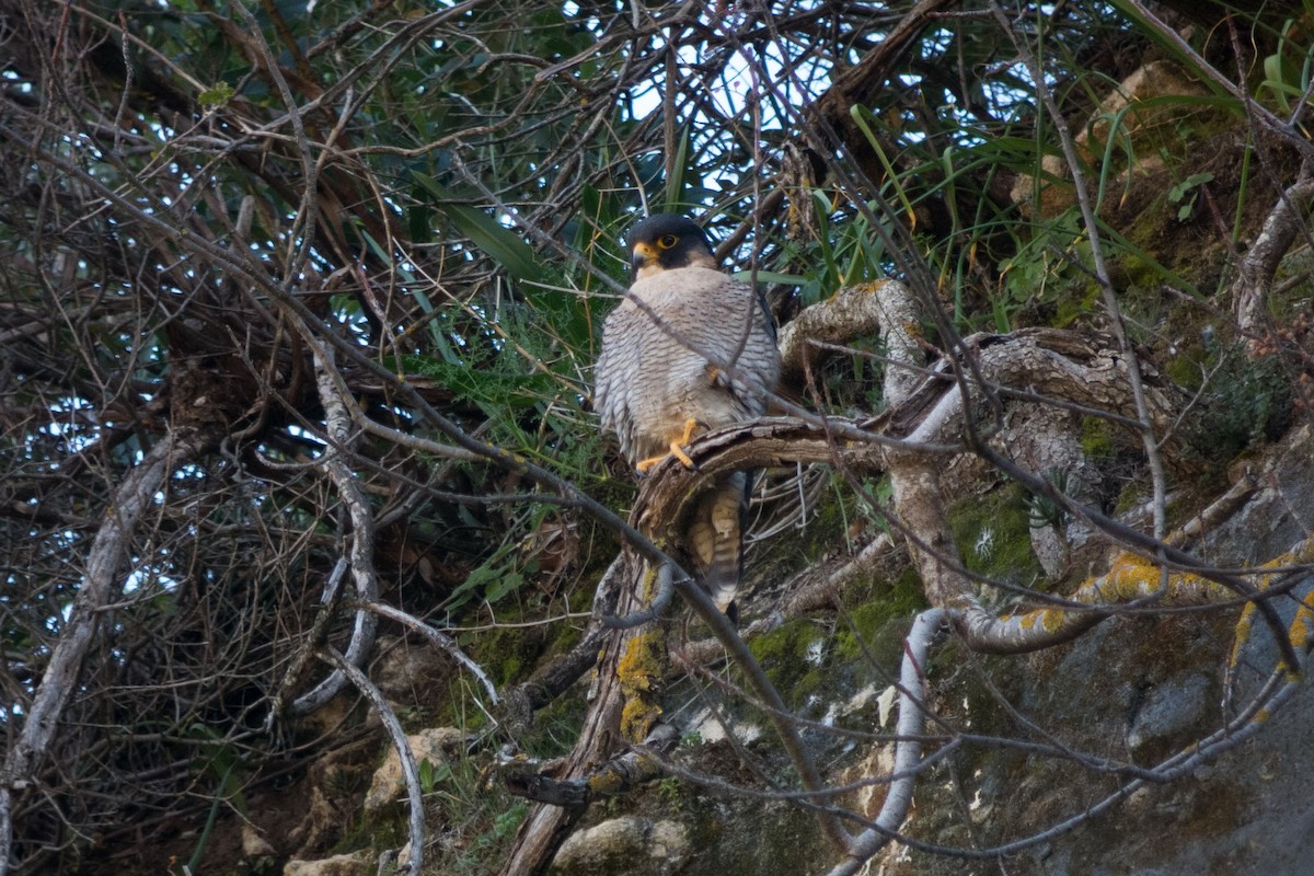 Peregrine Falcon - ML191859031