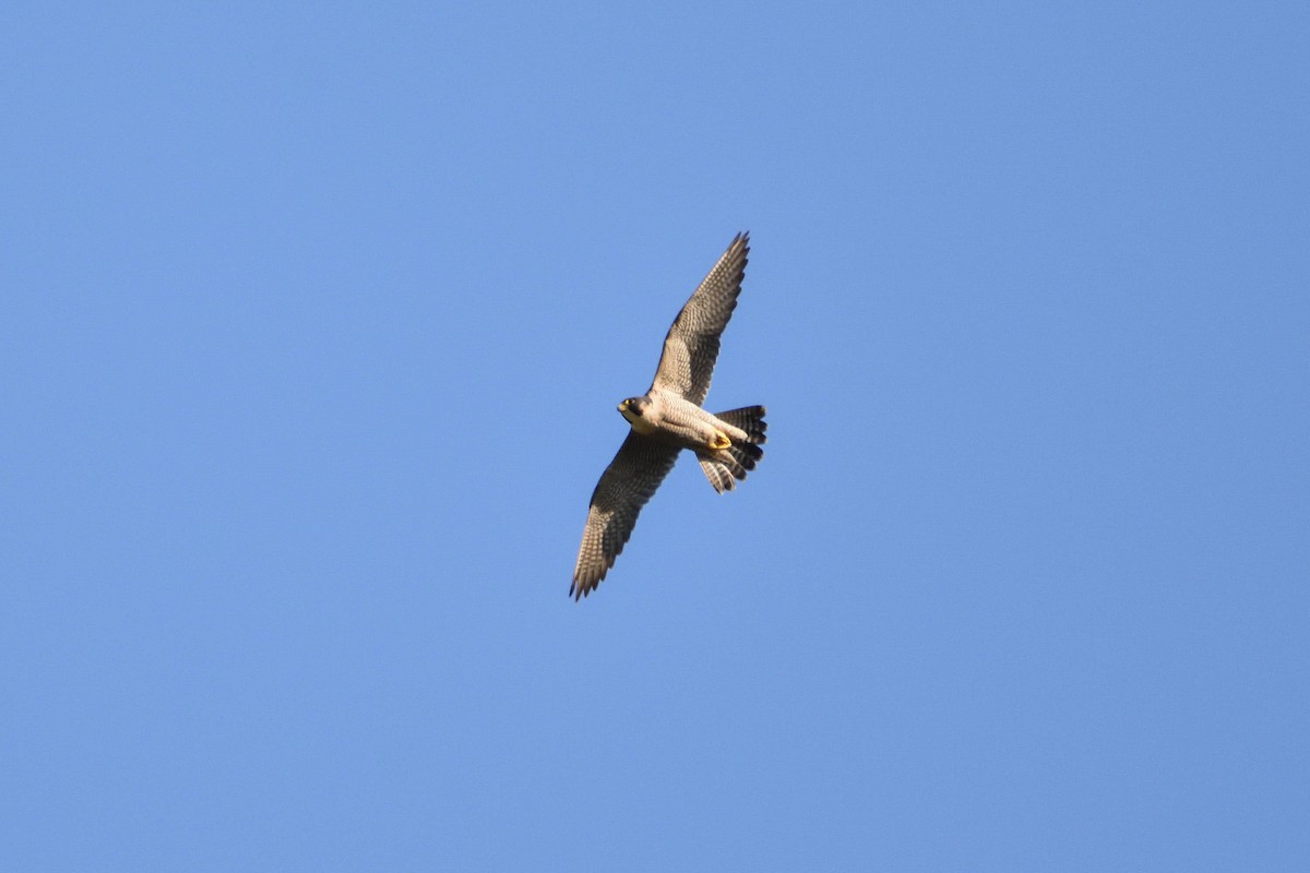 Peregrine Falcon - ML191859871