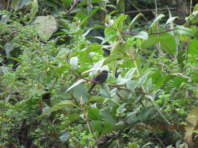 Andean Solitaire - ML191860051