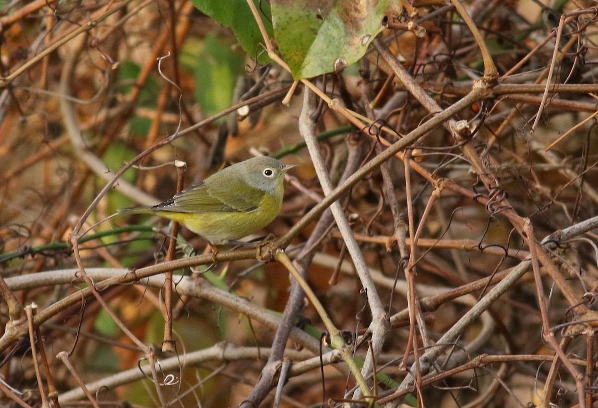 Nashville Warbler - ML191860421