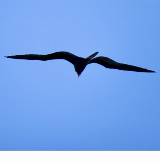 Magnificent Frigatebird - ML191860931