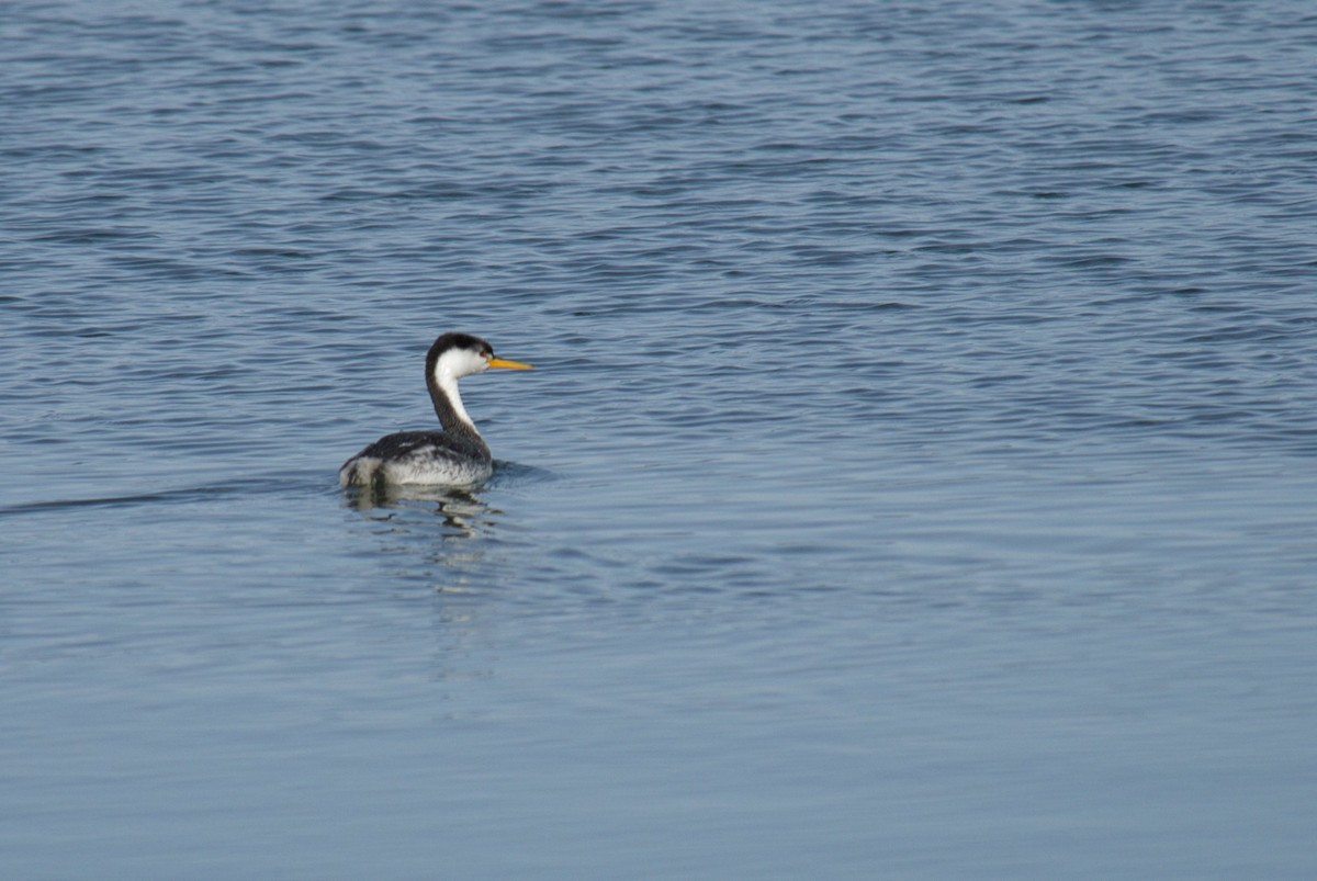 Clark's Grebe - Antonio Maldonado