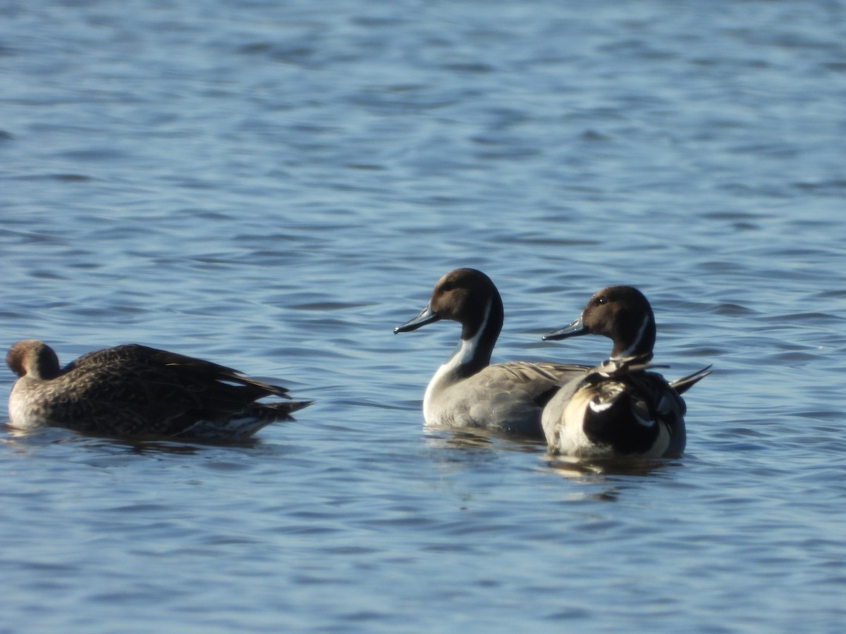 Northern Pintail - ML191862291