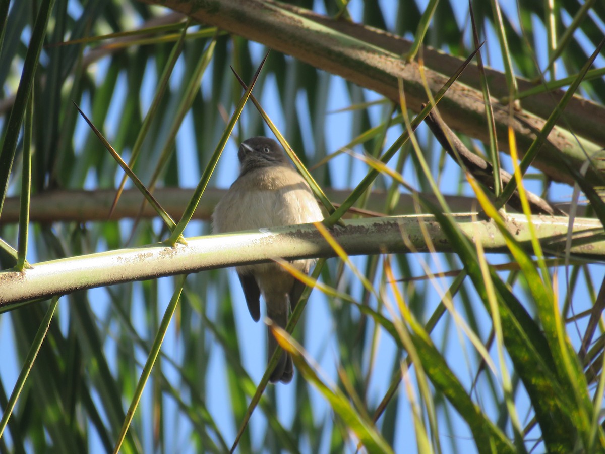 Abyssinian Slaty-Flycatcher - ML191862541