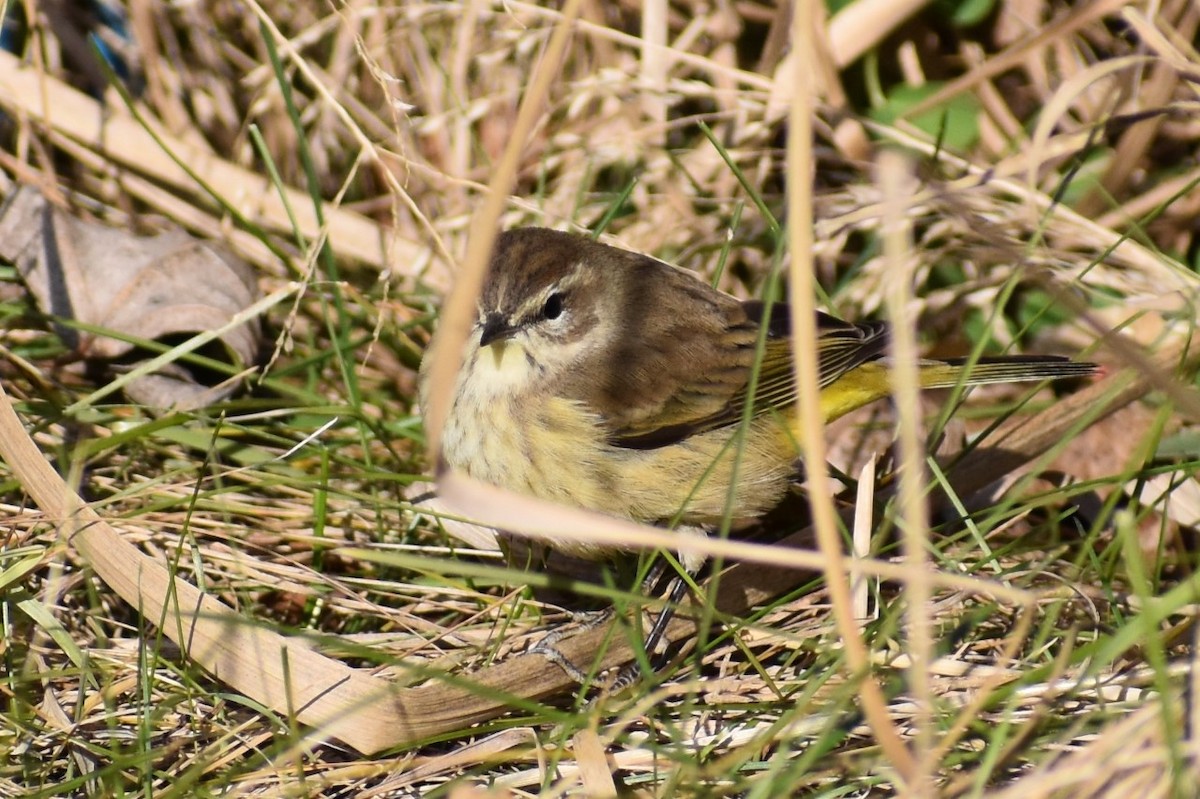 Palmiye Ötleğeni - ML191863501
