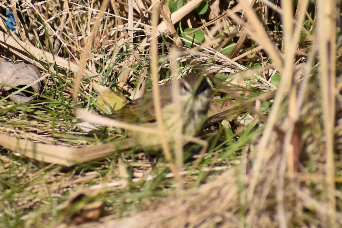 Palmiye Ötleğeni - ML191863511