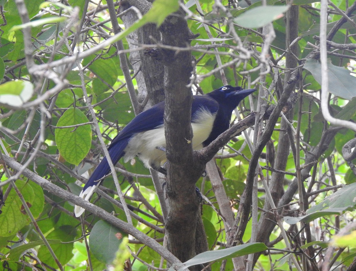Black-chested Jay - ML191865441