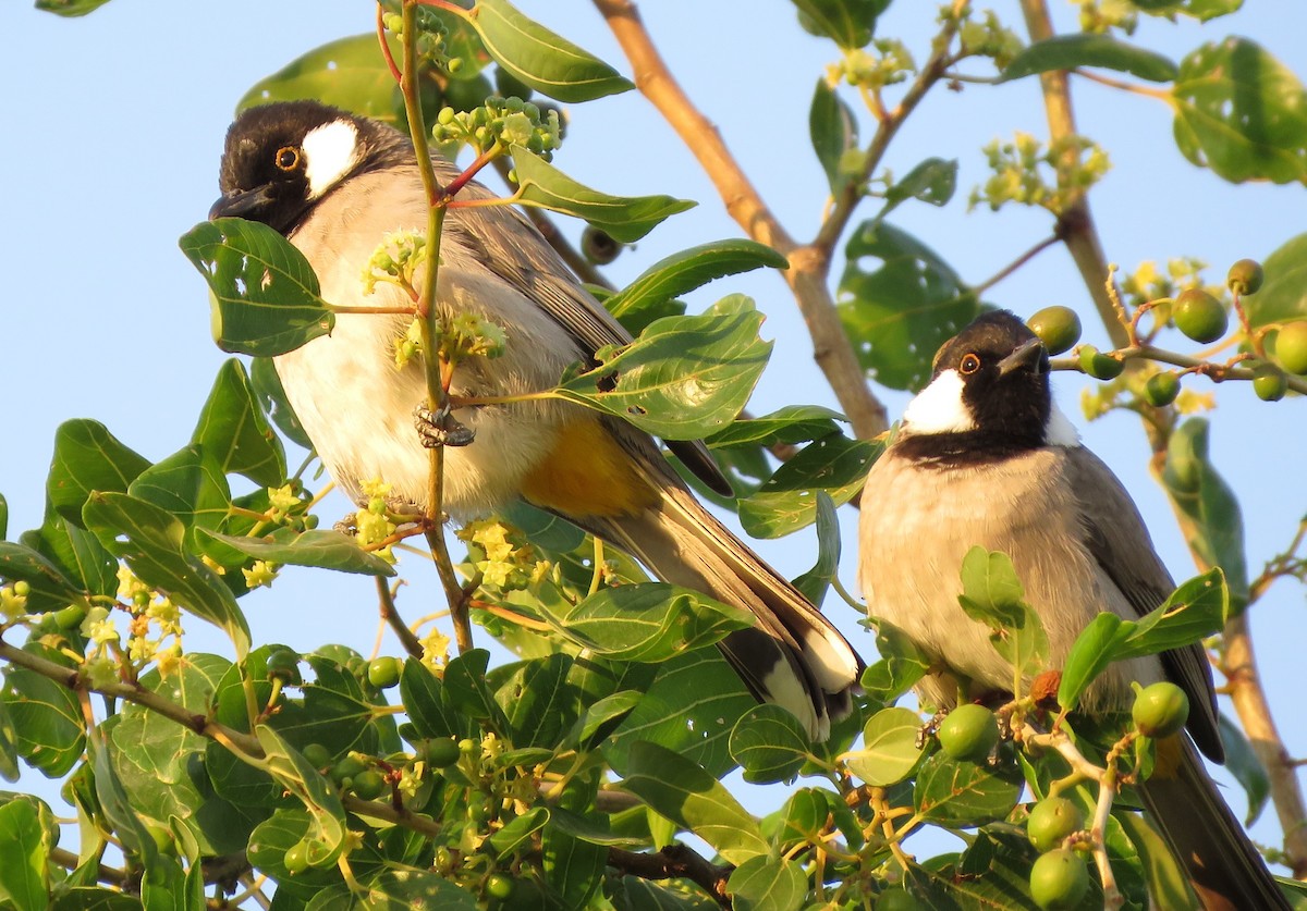 White-eared Bulbul - ML191866111