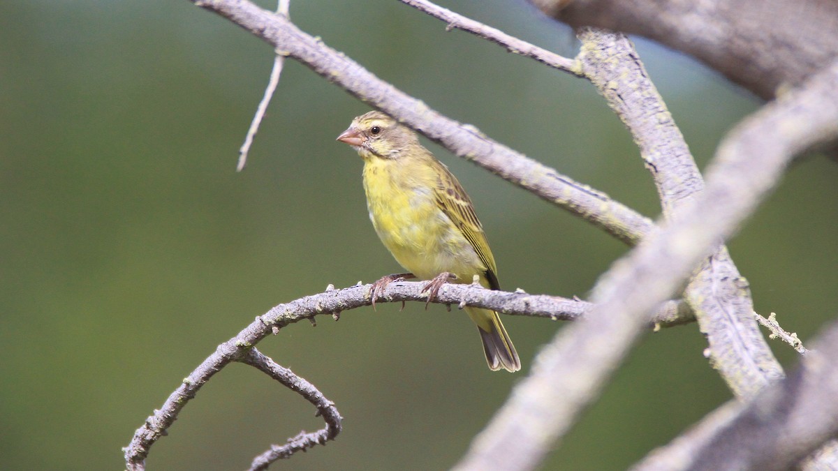 Yellow-fronted Canary - Zach DeBruine