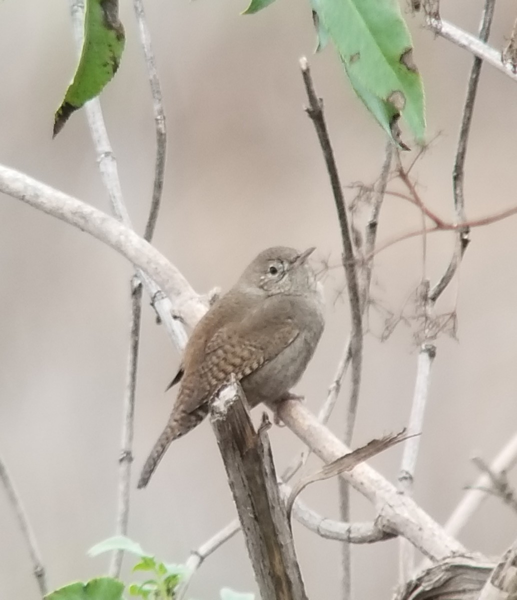 Northern House Wren - ML191868361
