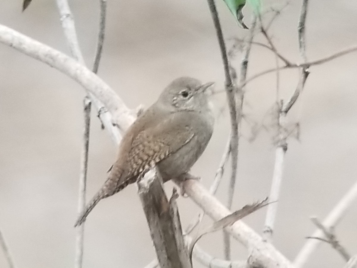 Northern House Wren - ML191868491