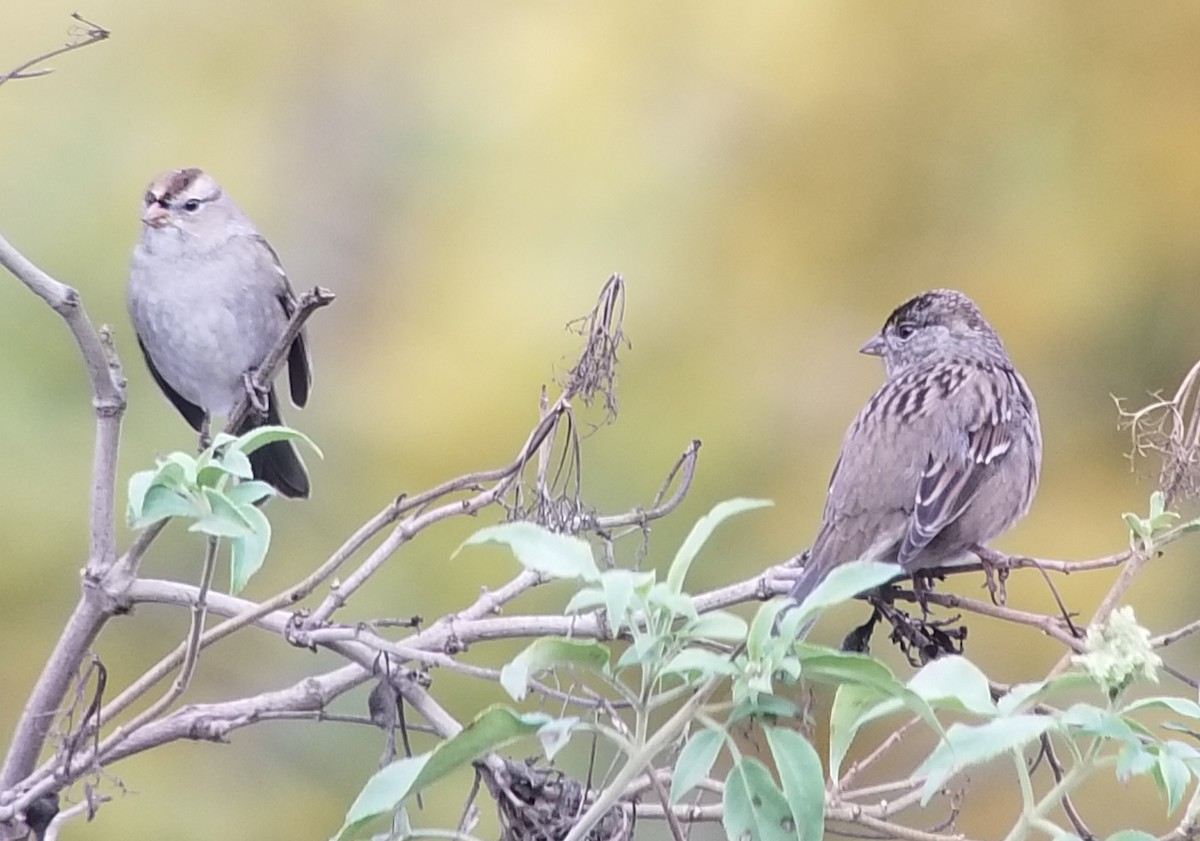 Golden-crowned Sparrow - ML191868651