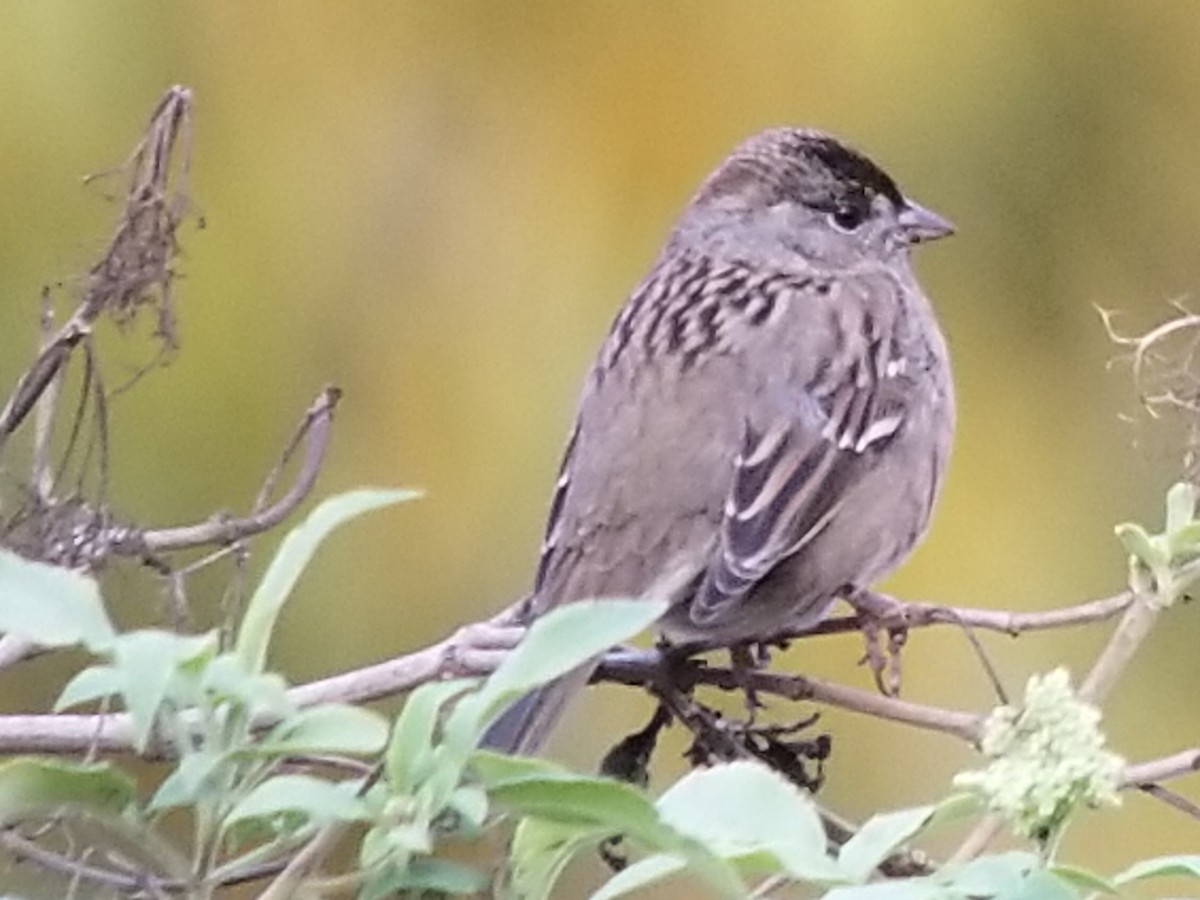 Golden-crowned Sparrow - ML191868841