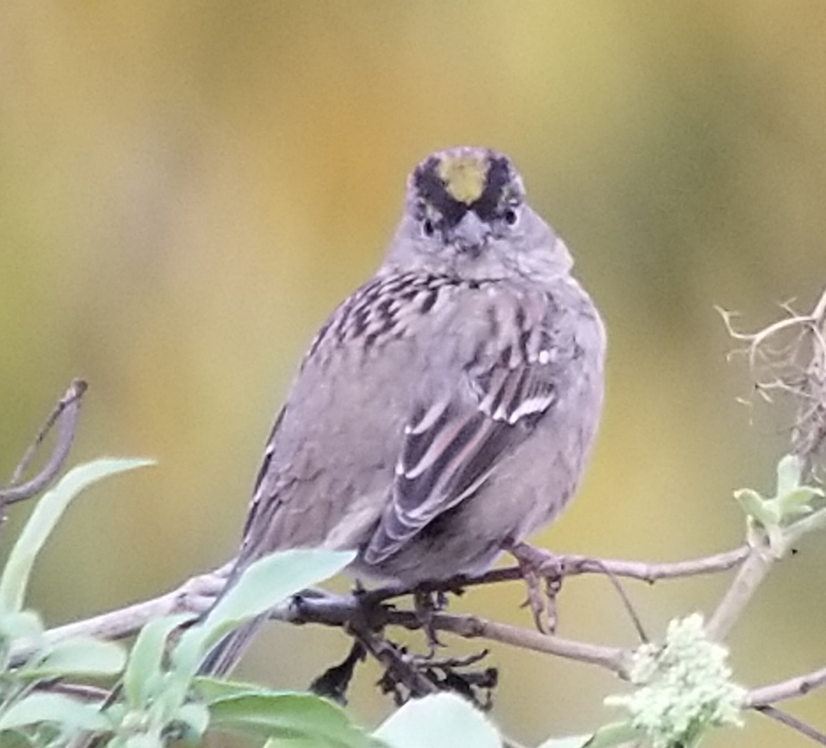 Golden-crowned Sparrow - ML191868851