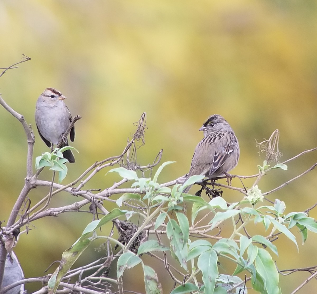 Golden-crowned Sparrow - ML191869091