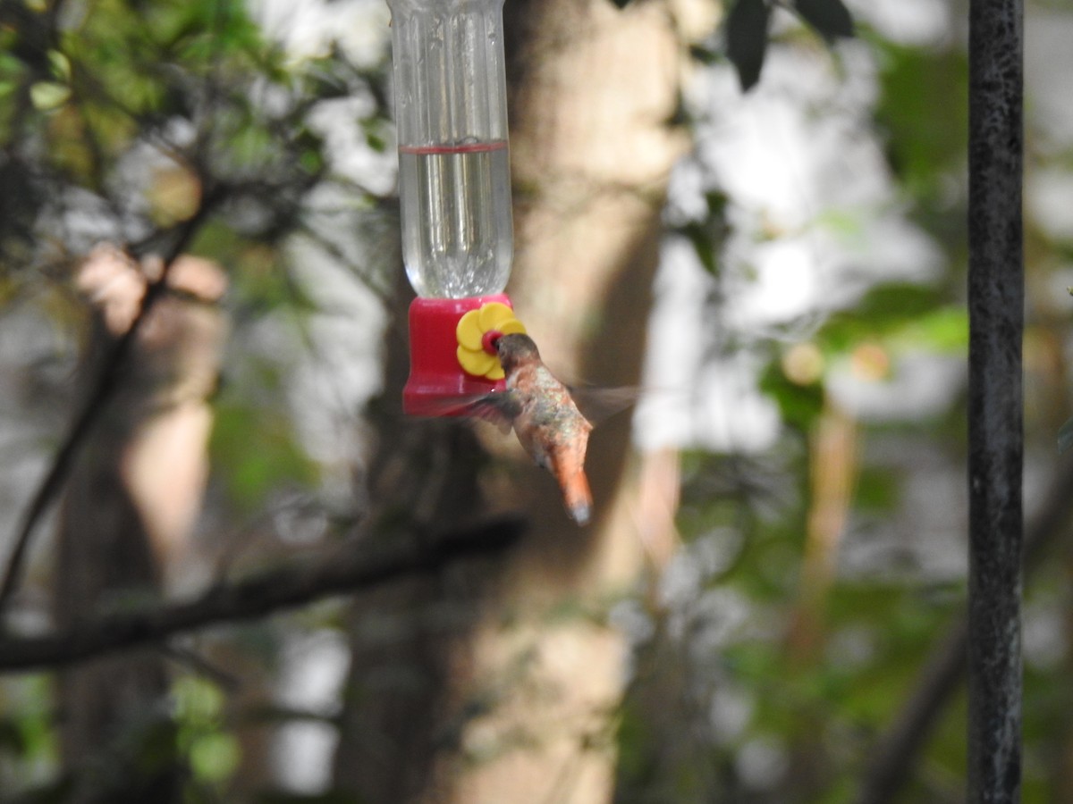 Rufous Hummingbird - Patricia Bazany