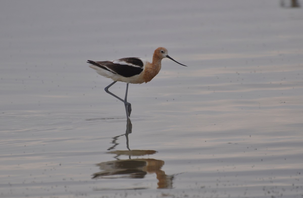 American Avocet - Oliver Patrick