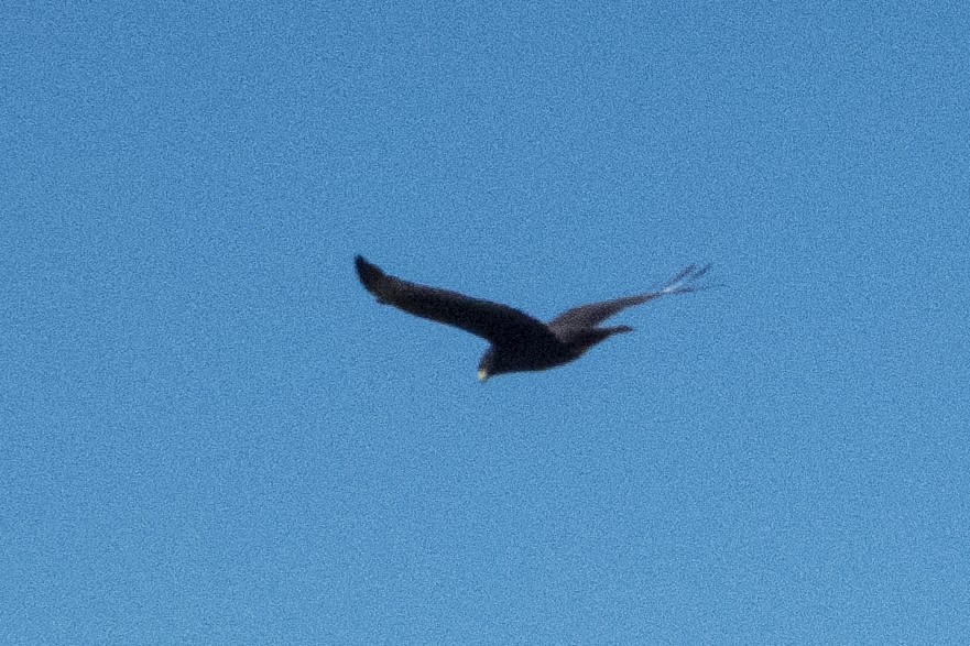 Zone-tailed Hawk - ML191872741