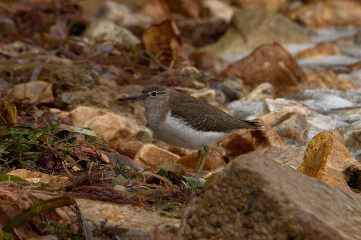 Spotted Sandpiper - ML191875921