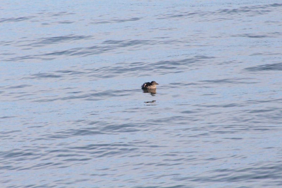 Rhinoceros Auklet - ML191876921