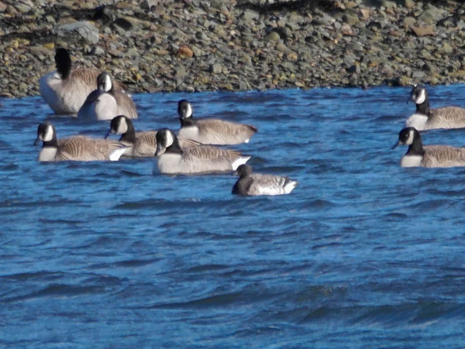 Branta musubeltza (hrota) - ML191879771