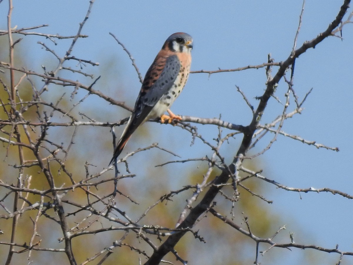 American Kestrel - ML191879931