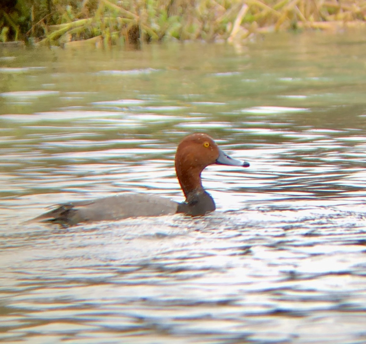 Redhead - ML191880191