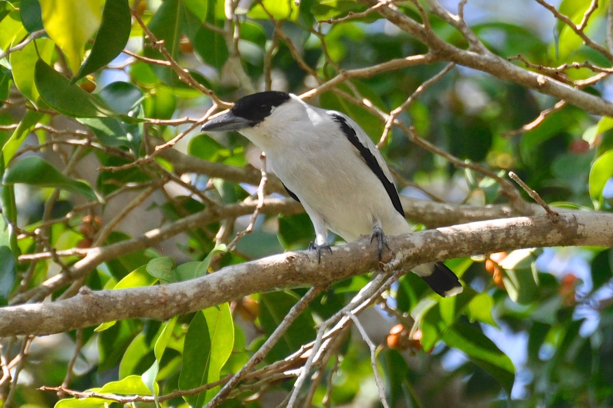 Black-crowned Tityra - Christine Kozlosky
