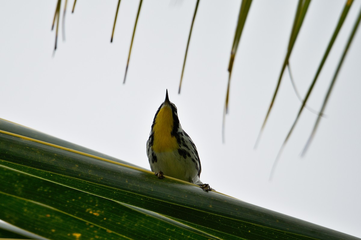Yellow-throated Warbler - ML191880971