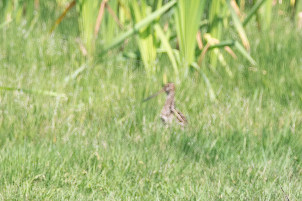 Pantanal Snipe - ML191882521