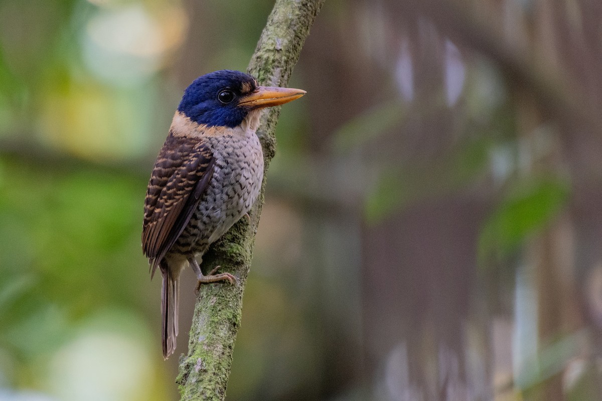 Scaly-breasted Kingfisher (Scaly-breasted) - ML191885071